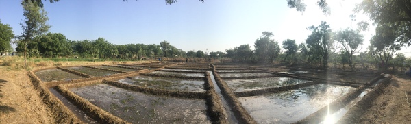 new fodder kheti 600